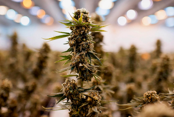 Феминизированные сорта конопли Феминизированные сорта конопли