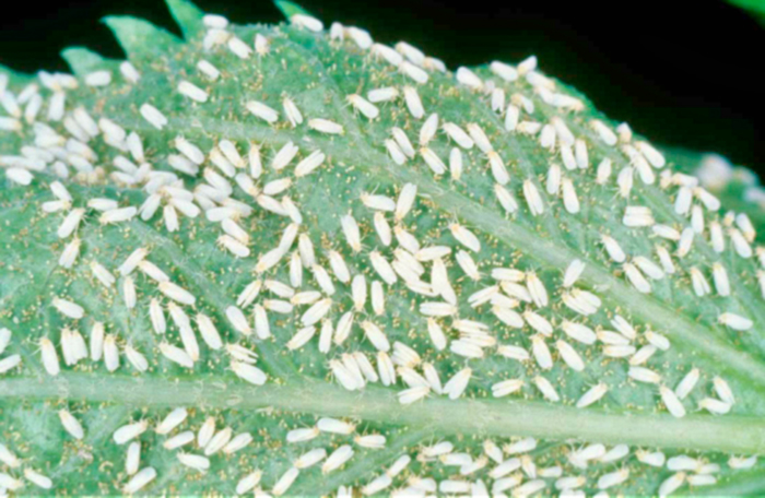 Личинки насекомых Личинки насекомых