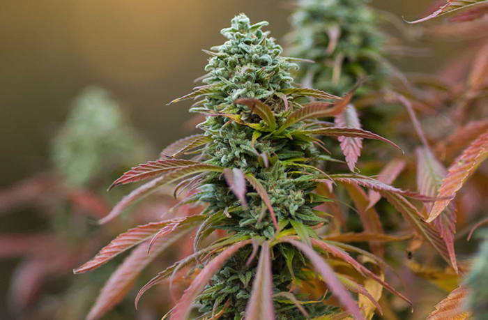 Подходящие для дома сорта Подходящие для дома сорта