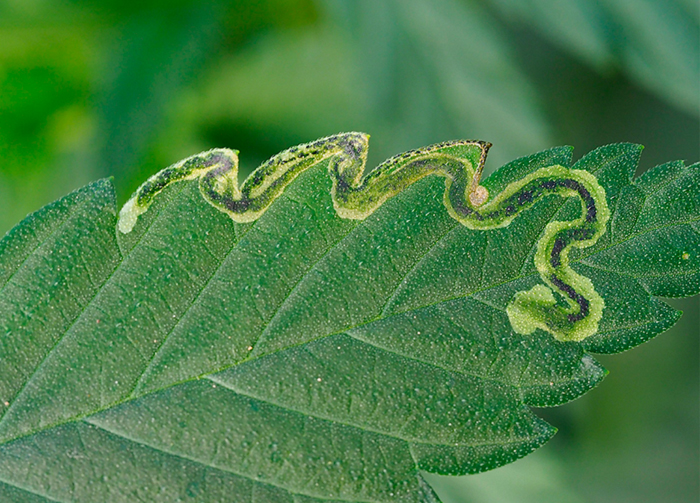 Гусеницы Гусеницы