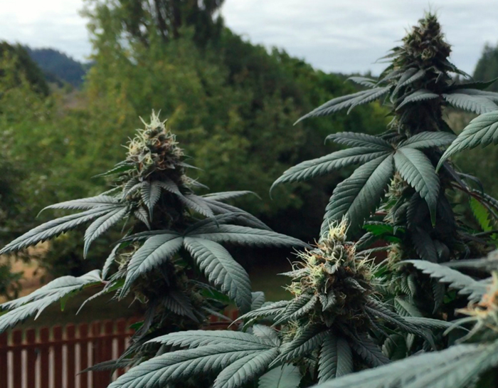 Особенности роста индики Особенности роста индики