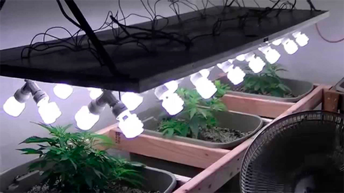 Что такое режим освещения в гроубоксе Что такое режим освещения в гроубоксе