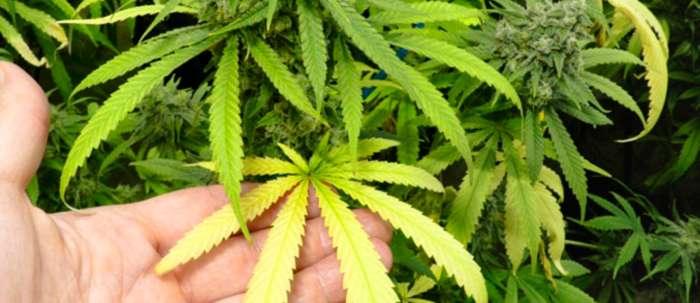 Не соблюдение уровня кислотности почвы Не соблюдение уровня кислотности почвы