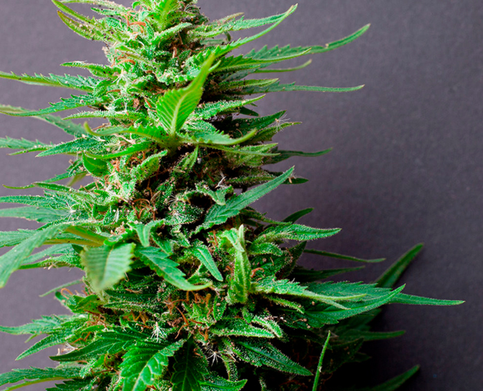 Регулярные сорта конопли Регулярные сорта конопли