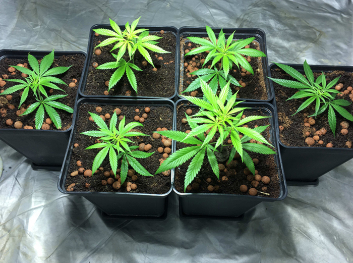 Популярные субстраты для гидропоники Популярные субстраты для гидропоники