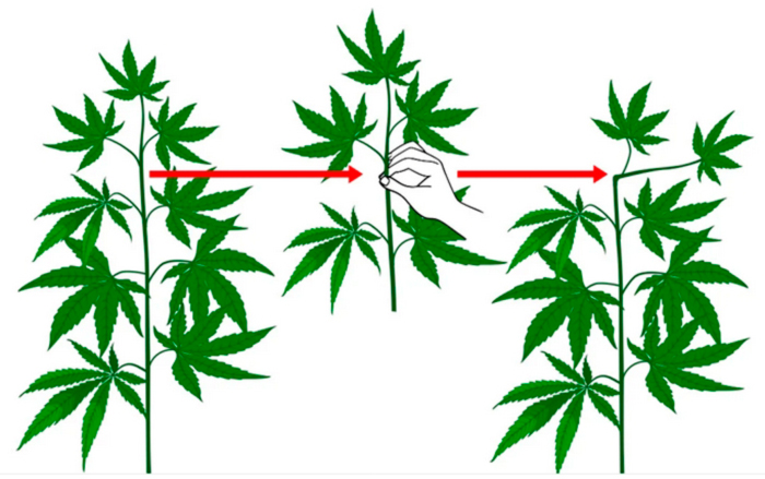 Как выполняется суперкроппинг? Как выполняется суперкроппинг?