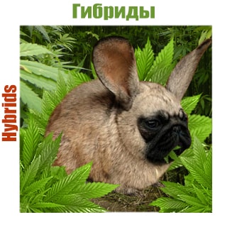 Гибриды Гибриды