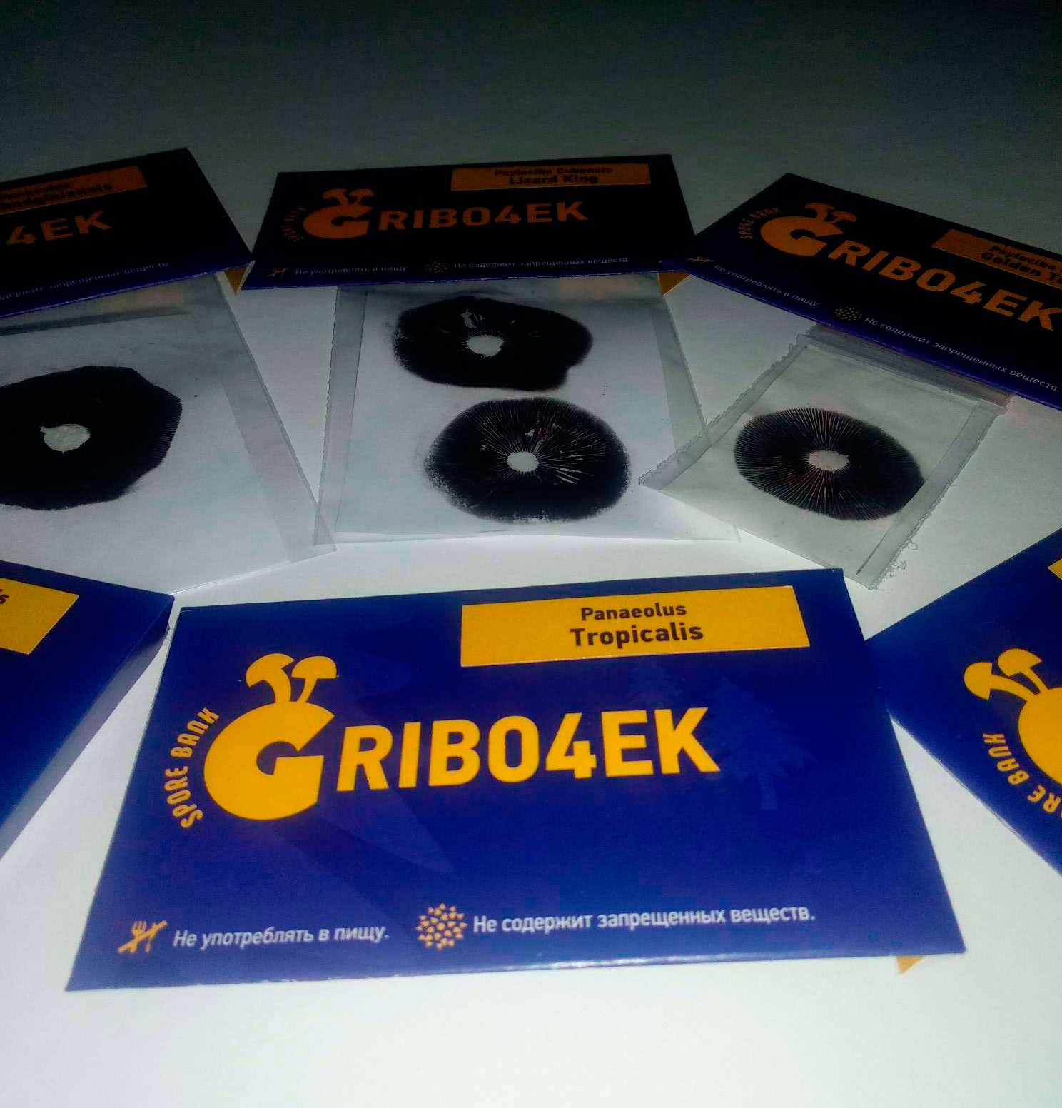 Стрейнов галлюциногенных грибов от спорового банка Gribo4ek Стрейнов галлюциногенных грибов от спорового банка Gribo4ek