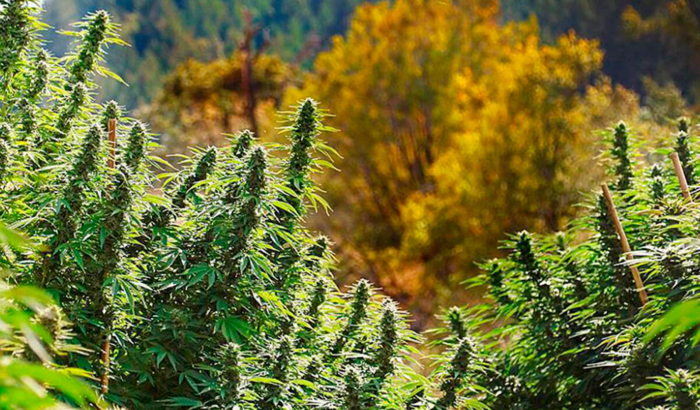 Урожайность гибридов конопли Урожайность гибридов конопли