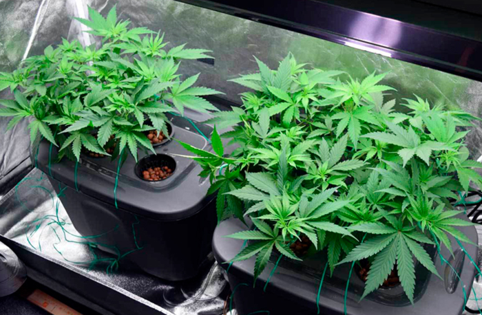 Гидропоника Гидропоника