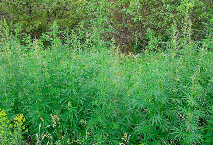 Cannabis ruderalis Cannabis ruderalis