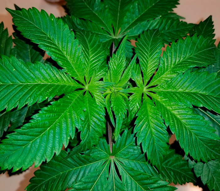 Cannabis indica Cannabis indica