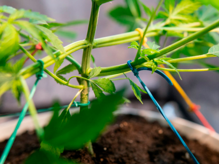 Принцип и приемы тренировок LST Принцип и приемы тренировок LST