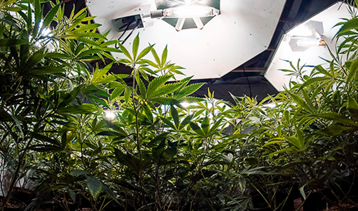 Выращивание конопли в индоре Выращивание конопли в индоре