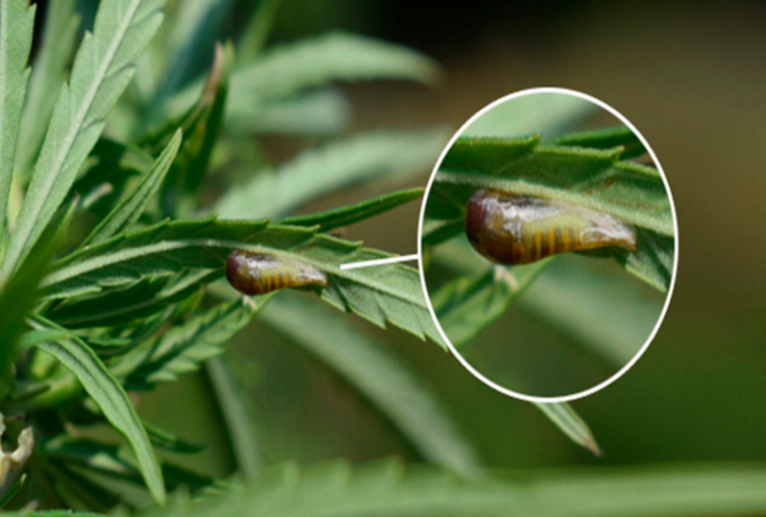 Слизни Слизни