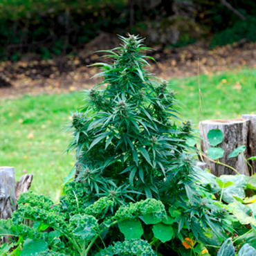 Семена конопли для аутдора Семена конопли для аутдора