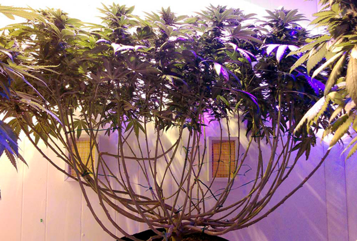 «Monstercropping» или ревегетация «Monstercropping» или ревегетация