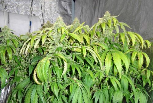 Ожог вызванный избытком света Ожог вызванный избытком света