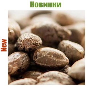 Новинки Новинки