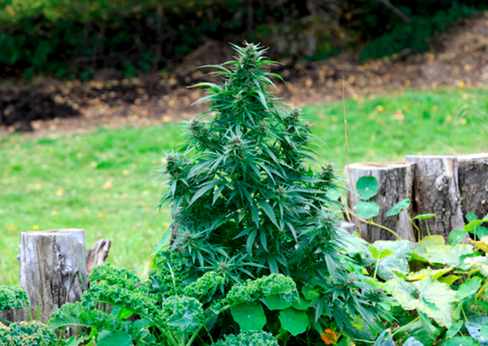 Выращивание каннабиса в условиях открытого грунта Выращивание каннабиса в условиях открытого грунта