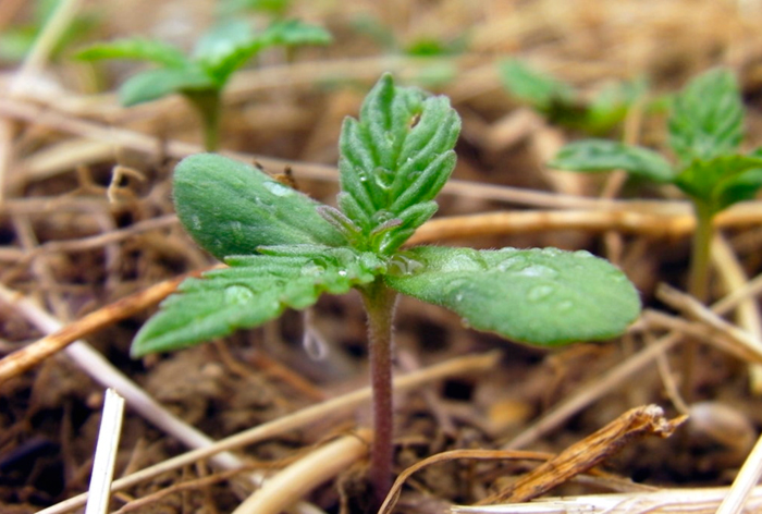 Подготовка почвы для высадки конопли Подготовка почвы для высадки конопли