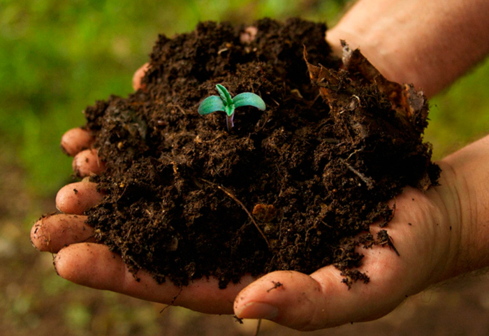 В какую емкость пересаживать рассаду В какую емкость пересаживать рассаду