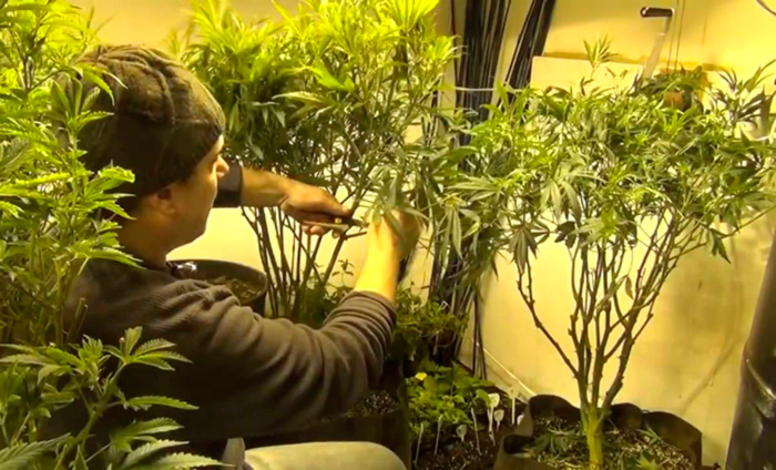 Прореживание конопли Прореживание конопли