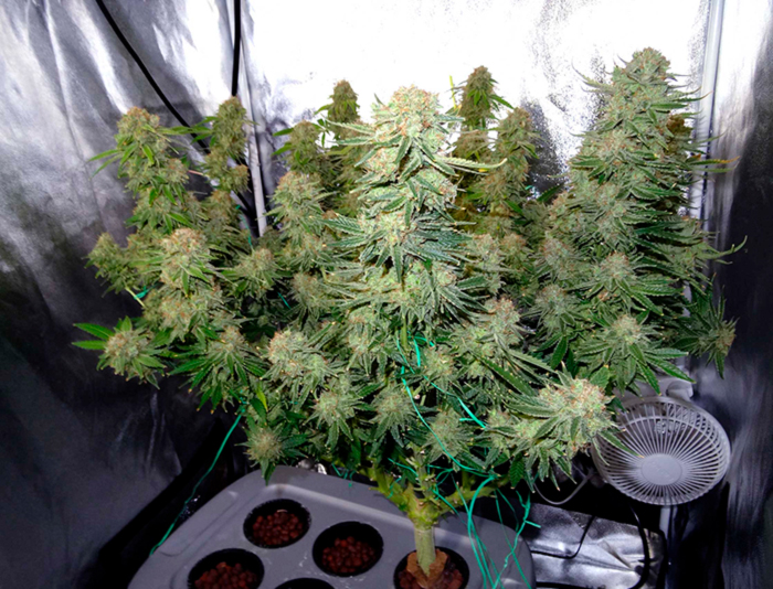 Lollipopping Lollipopping