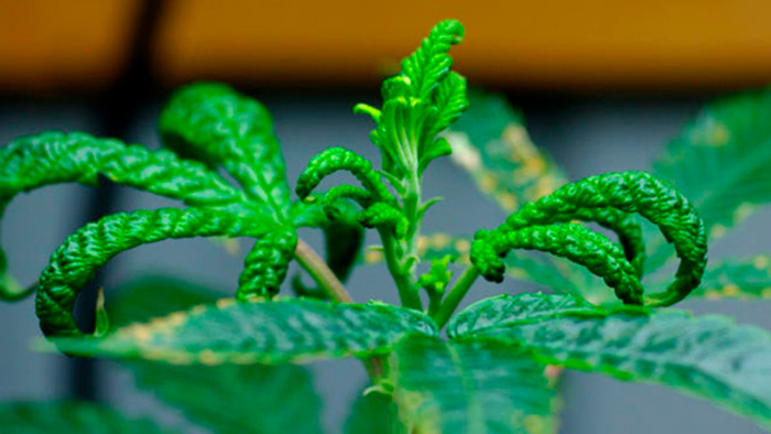 Может ли конопля заболеть Может ли конопля заболеть