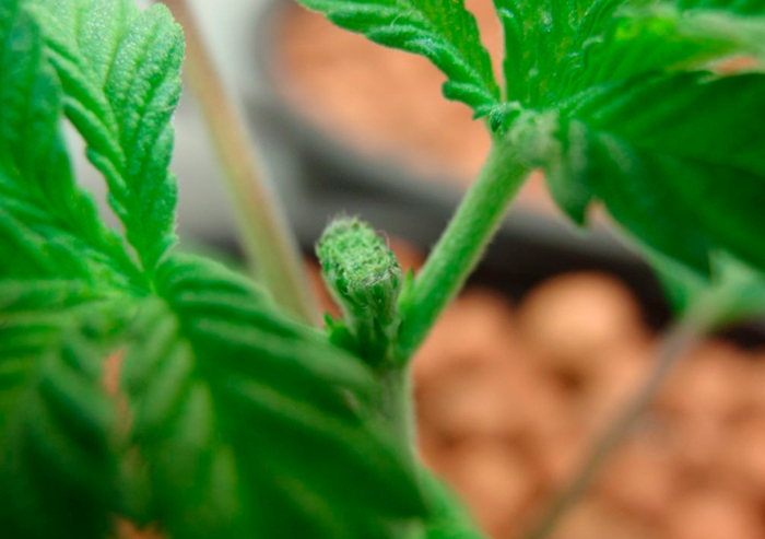 Фимминг Фимминг