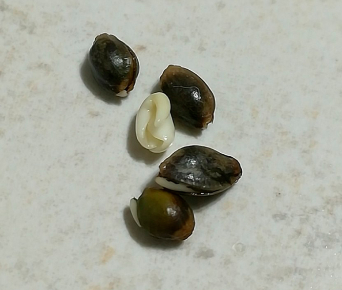 Проращивание семян конопли Проращивание семян конопли