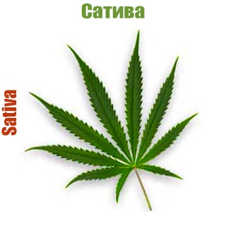 Cannabis sativa Cannabis sativa