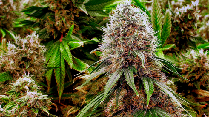 Автоцветущие сорта конопли Автоцветущие сорта конопли