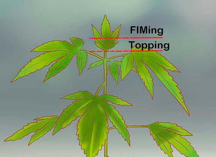 Фимминг и Топпинг Фимминг и Топпинг