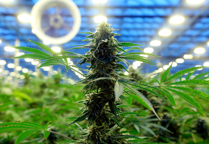 Выращивание каннабиса в теплице Выращивание каннабиса в теплице