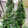заказать качественные семена конопли Anubis regular Ganja Seeds