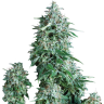 хорошие семена конопли Anubis regular Ganja Seeds