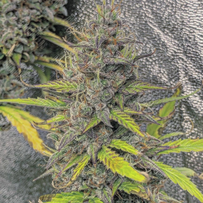 Train Wreck feminised Green House Seeds