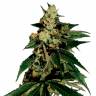 семена конопли Россия Train Wreck feminised Green House Seeds семена конопли Россия Train Wreck feminised Green House Seeds