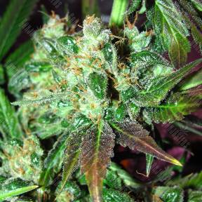 Critical Orange Punch feminised Dutch Passion Seeds