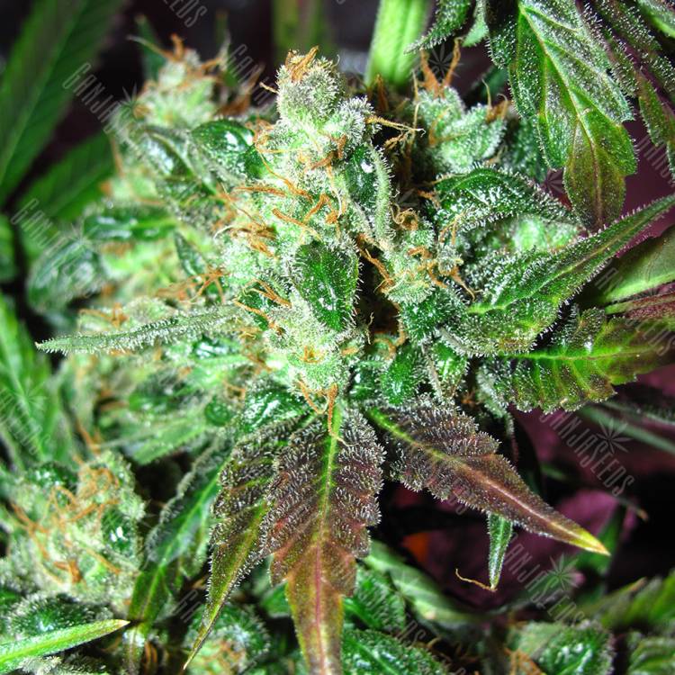 Critical Orange Punch feminised Dutch Passion Seeds Critical Orange Punch feminised Dutch Passion Seeds