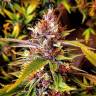 Fast Russian Purple feminised Breeders Community Seeds