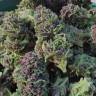 Fast Russian Purple feminised Breeders Community Seeds