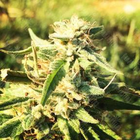 CBD Caramel regular Barneys Farm