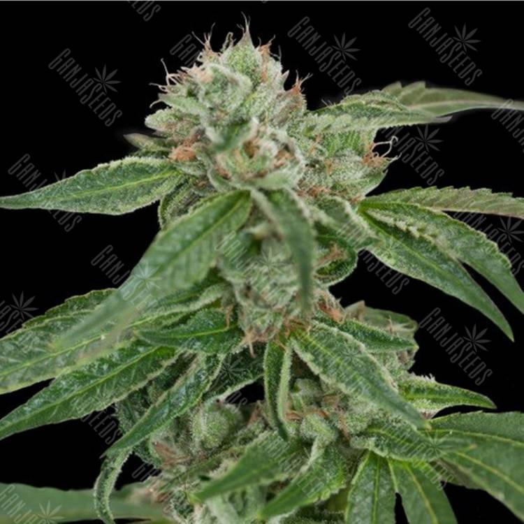 семена конопли элитных сортов Crocketts Confidential regular Crockett Family Farms семена конопли элитных сортов Crocketts Confidential regular Crockett Family Farms