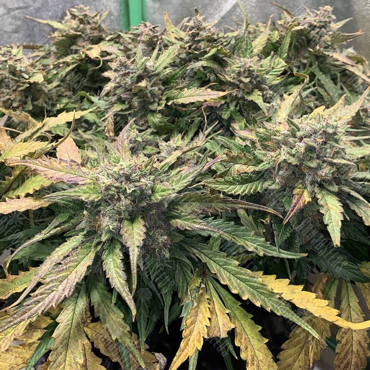 семена конопли дешево Auto AK-48 feminised Nirvana Seeds семена конопли дешево Auto AK-48 feminised Nirvana Seeds