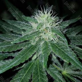 Pineapple Kush feminised Royal Queen