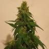Семена конопли Gelato feminised Ganja Seeds