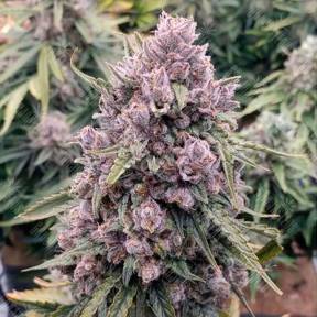 Auto Cinderella Jack feminised Ganja Seeds