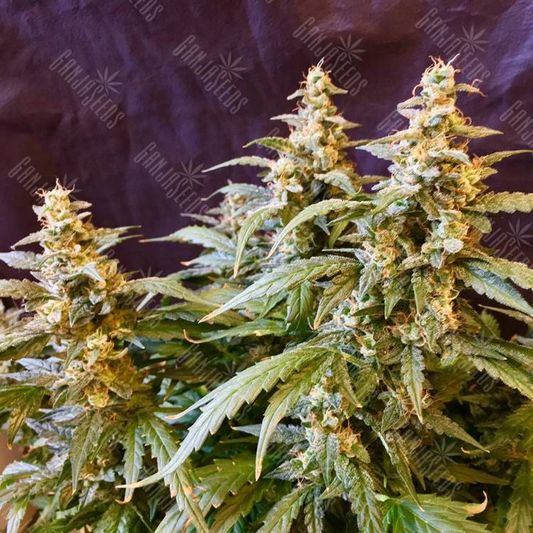 Семена конопли Auto Jack feminised GanjaLiveSeeds
